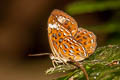 Larger Harlequin Taxila haquinus berthae