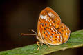 Larger Harlequin Taxila haquinus berthae