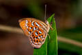 Larger Harlequin Taxila haquinus berthae