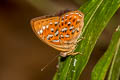 Larger Harlequin Taxila haquinus berthae