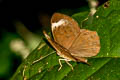 Larger Harlequin Taxila haquinus fasciata