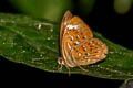 Larger Harlequin Taxila haquinus fasciata