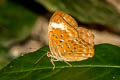 Larger Harlequin Taxila haquinus fasciata