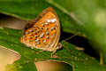 Larger Harlequin Taxila haquinus fasciata