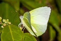 Lemon Emigrant Catopsilia pomona pomona