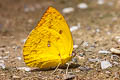 Lemon Emigrant Catopsilia pomona pomona