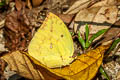 Lemon Emigrant Catopsilia pomona pomona