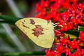 Lemon Emigrant Catopsilia pomona pomona