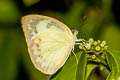 Lemon Emigrant Catopsilia pomona pomona