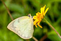 Lemon Emigrant Catopsilia pomona pomona