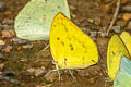 Lemon Emigrant Catopsilia pomona pomona