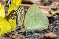 Lemon Emigrant Catopsilia pomona pomona