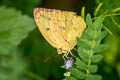 Lemon Emigrant Catopsilia pomona pomona