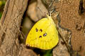 Lemon Emigrant Catopsilia pomona pomona