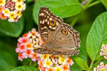 Lemon Pansy Junonia lemonias lemonias