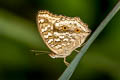 Lemon Pansy Junonia lemonias lemonias