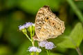 Lemon Pansy Junonia lemonias lemonias