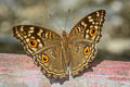 Lemon Pansy Junonia lemonias lemonias