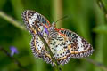 Leopard Lacewing Cethosia cyane euanthes