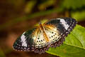 Leopard Lacewing Cethosia cyane euanthes