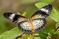 Leopard Lacewing Cethosia cyane euanthes