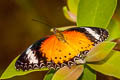 Leopard Lacewing Cethosia cyane euanthes