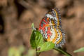 Leopard Lacewing Cethosia cyane euanthes