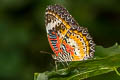 Leopard Lacewing Cethosia cyane euanthes