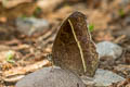 Lepcha Bushbrown Mycalesis lepcha kohimensis