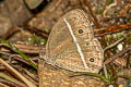 Lepcha Bushbrown Mycalesis lepcha kohimensis