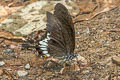 Lesser Helen Papilio prexaspes pitmani (Banded Mormon)