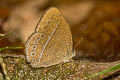 Lesser Bushbrown Mycalesis janardana sagittigera