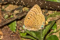 Lesser Disc Oakblue Arhopala lurida lurida