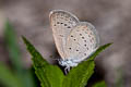 Lesser Grass Blue Zizina otis otis