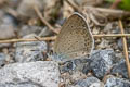 Lesser Grass Blue Zizina otis otis