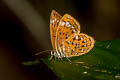 Lesser Harlequin Laxita thuisto ephorus