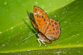 Lesser Harlequin Laxita thuisto ephorus