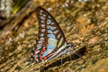 Lesser Jay Graphium evemon eventus (Blue Jay)