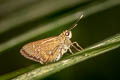 Lesser Long-spot Flitter Isma bononia bononia (Baby Lancer)