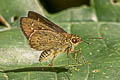 Lesser Long-spot Flitter Isma bononia bononia (Baby Lancer)