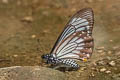 Lesser Mime Papilio epycides hypochra