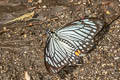 Lesser Mime Papilio epycides hypochra