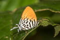 Lesser Posy Drupadia rufotaenia rufotaenia (Small Posy, Pygmy Posy)