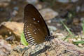 Lesser Striped Black Crow Euploea eyndhovii gardineri