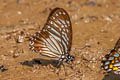 Lesser Zebra Graphium macareus burmensis