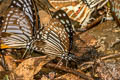 Lesser Zebra Graphium macareus indochinensis