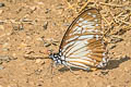 Lesser Zebra Graphium macareus burmensis