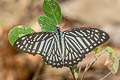 Lesser Zebra Graphium macareus burmensis