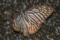 Lesser Zebra Graphium macareus perakensis