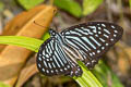 Lesser Zebra Graphium macareus perakensis